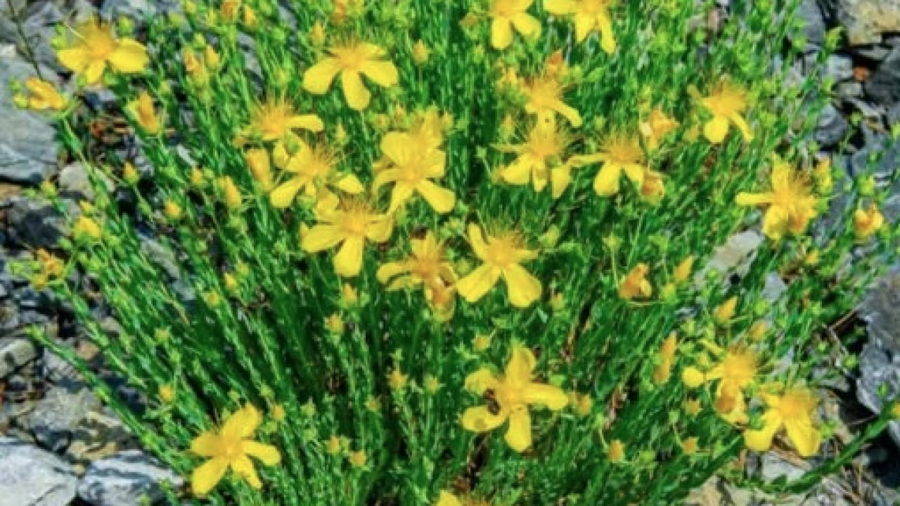 Foto - Yol kenarında açıyor ve şifa saçıyor! Avrupa’nın en çok araştırdığı bitki oldu...