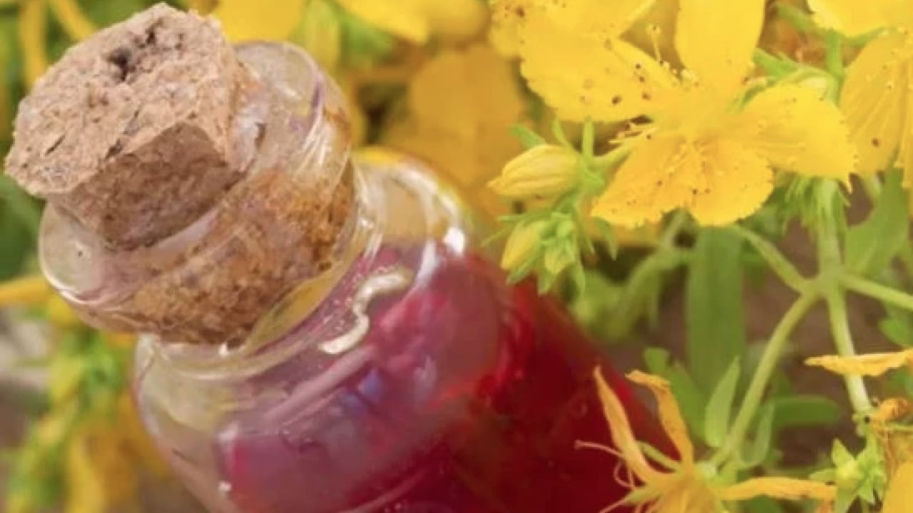 Foto - Yol kenarında açıyor ve şifa saçıyor! Avrupa’nın en çok araştırdığı bitki oldu...