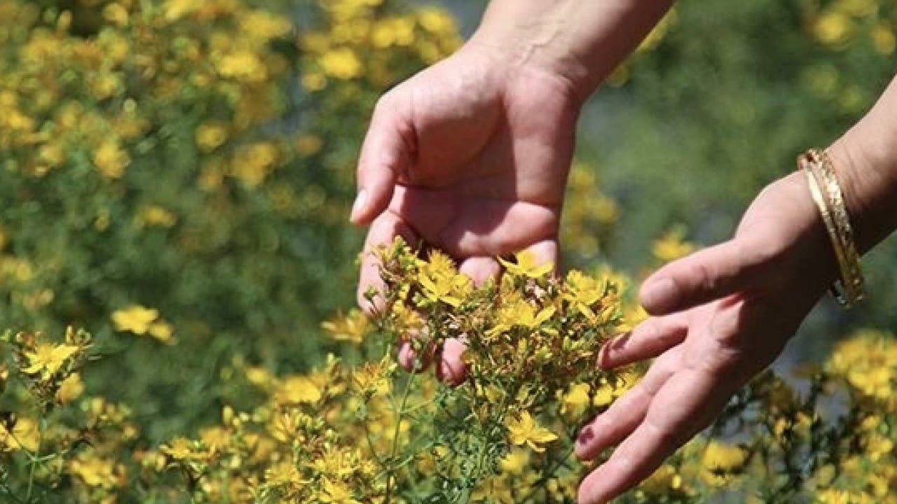 Foto - Yol kenarında açıyor ve şifa saçıyor! Avrupa’nın en çok araştırdığı bitki oldu...