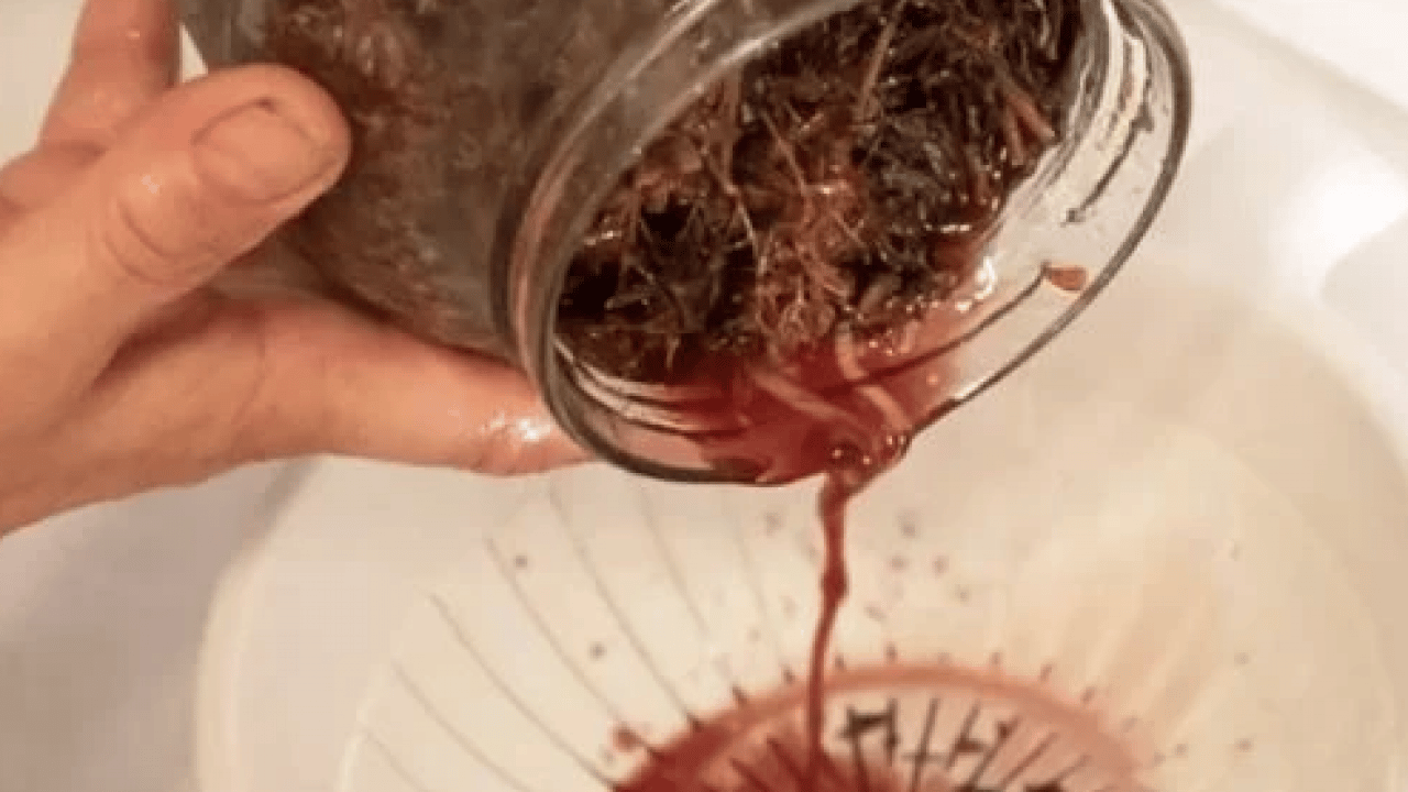 Foto - Yol kenarında açıyor ve şifa saçıyor! Avrupa’nın en çok araştırdığı bitki oldu...