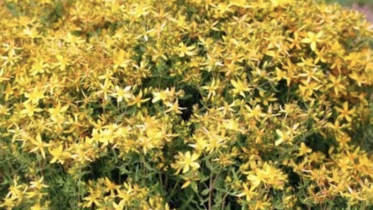 Foto - Yol kenarında açıyor ve şifa saçıyor! Avrupa’nın en çok araştırdığı bitki oldu...