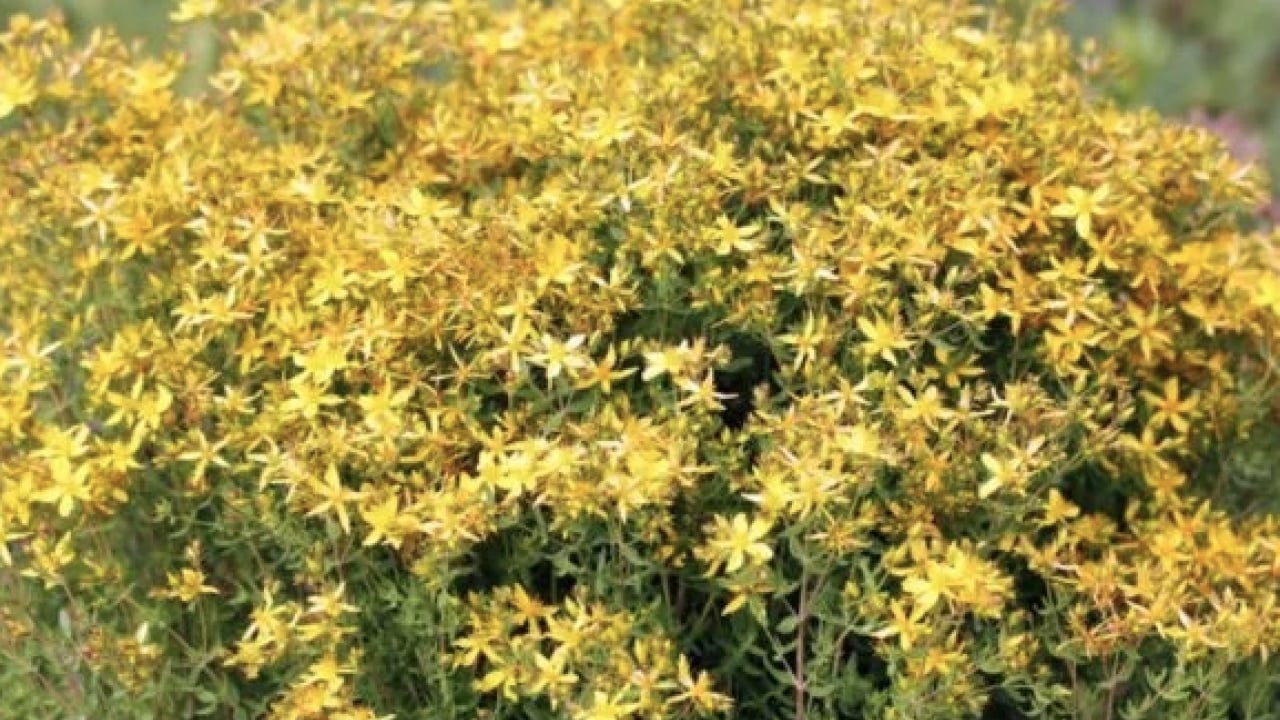 Foto - Yol kenarında açıyor ve şifa saçıyor! Avrupa’nın en çok araştırdığı bitki oldu...