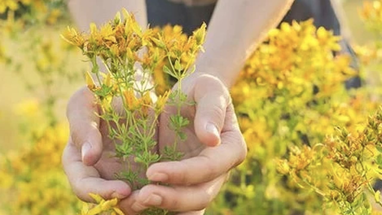 Foto - Yol kenarında açıyor ve şifa saçıyor! Avrupa’nın en çok araştırdığı bitki oldu...