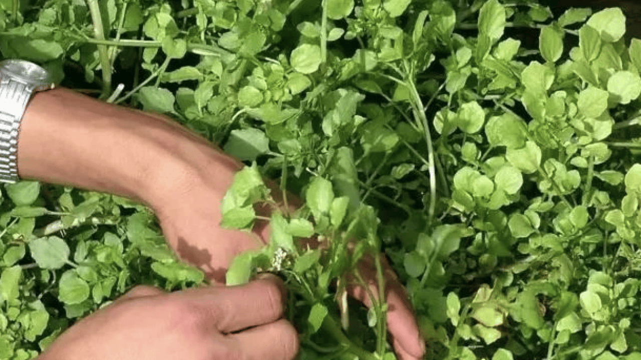 Foto - Yol kenarında görmezden geldiğimiz yeşil hazine: İşte 100 üzerinden 100 puan alan sebze!