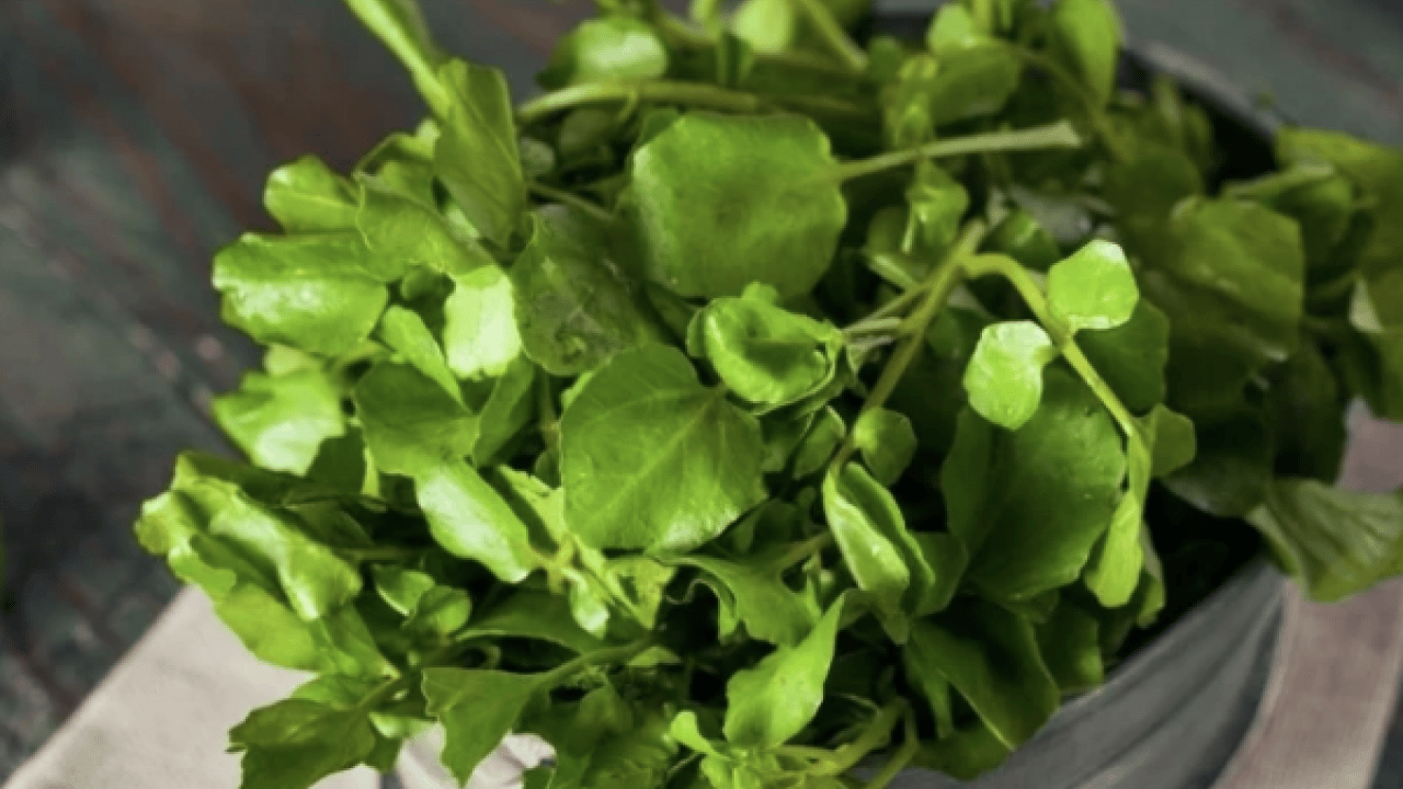 Foto - Yol kenarında görmezden geldiğimiz yeşil hazine: İşte 100 üzerinden 100 puan alan sebze!