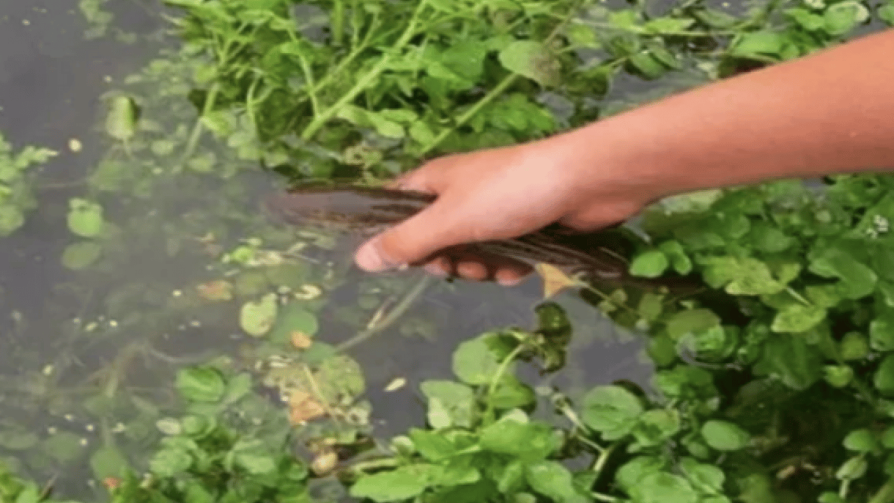 Foto - Yol kenarında görmezden geldiğimiz yeşil hazine: İşte 100 üzerinden 100 puan alan sebze!