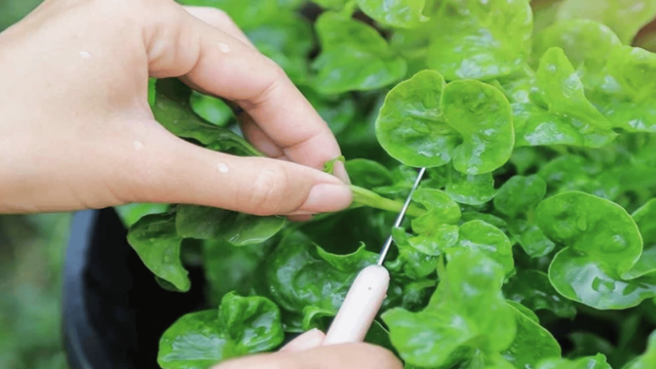 Yol kenarında görmezden geldiğimiz yeşil hazine: İşte 100 üzerinden 100 puan alan sebze!