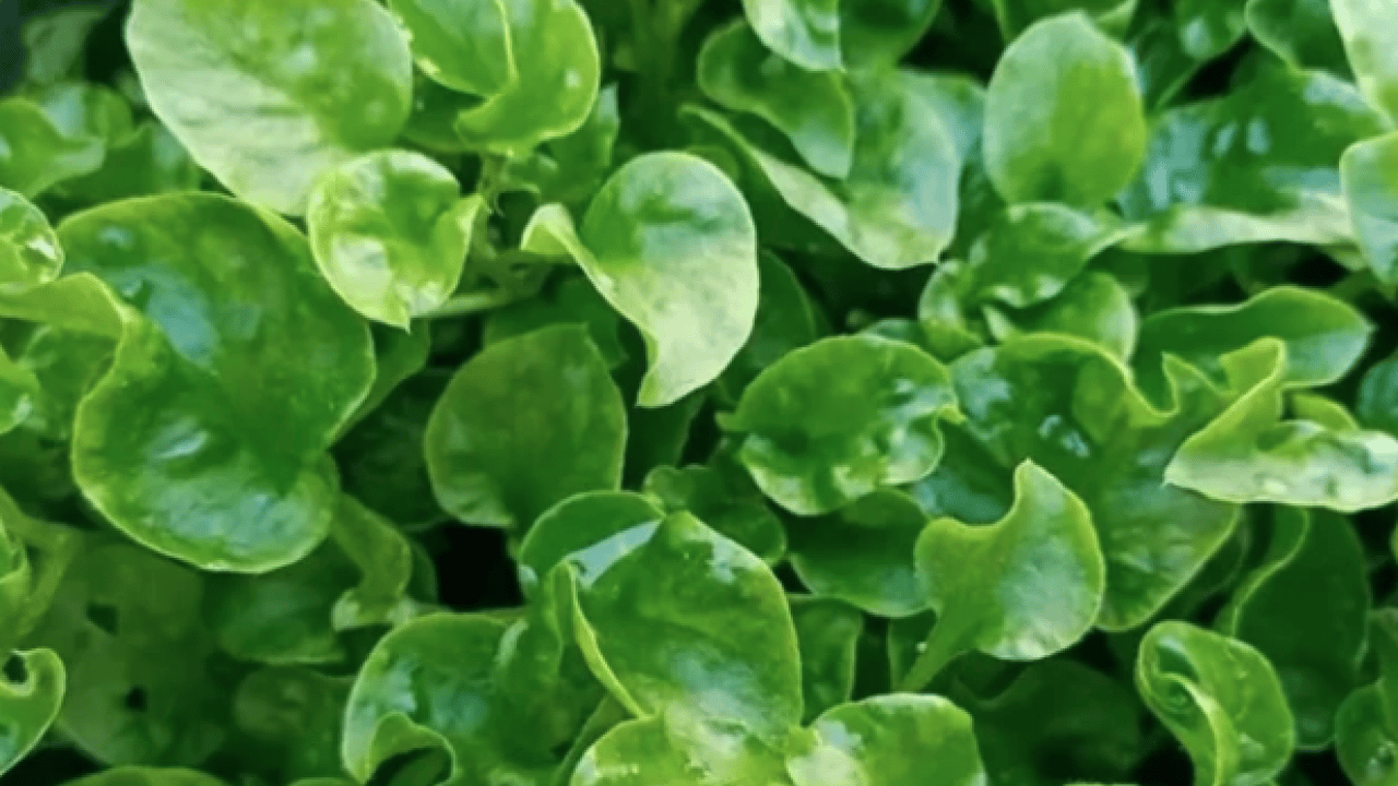 Foto - Yol kenarında görmezden geldiğimiz yeşil hazine: İşte 100 üzerinden 100 puan alan sebze!