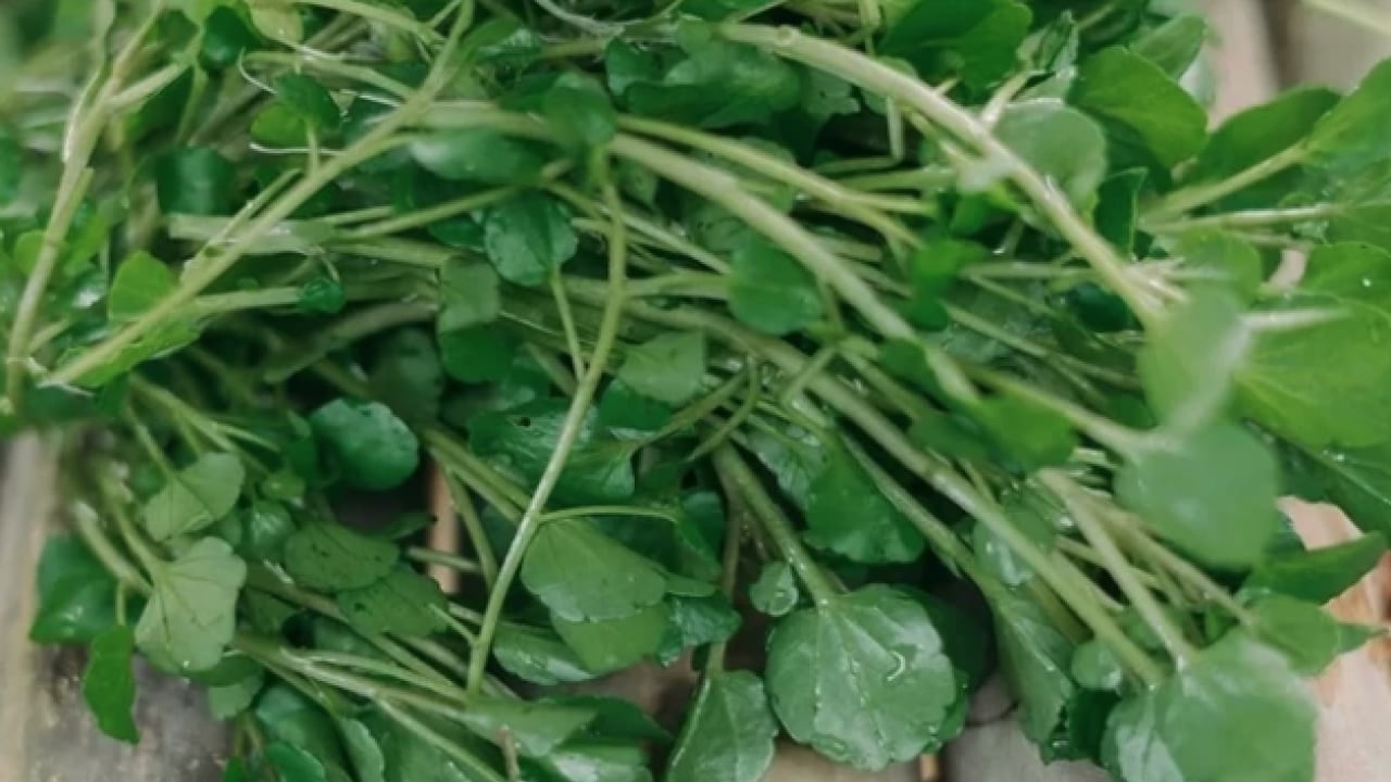 Foto - Yol kenarında görmezden geldiğimiz yeşil hazine: İşte 100 üzerinden 100 puan alan sebze!