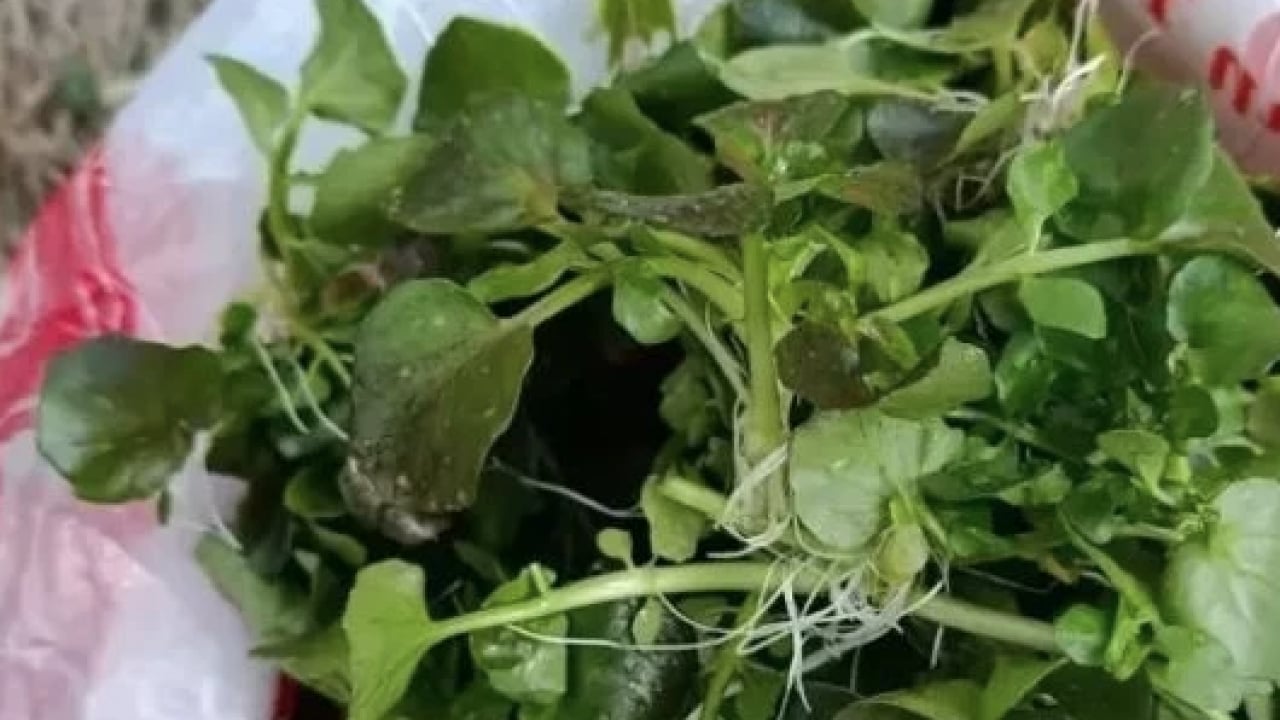 Foto - Yol kenarında görmezden geldiğimiz yeşil hazine: İşte 100 üzerinden 100 puan alan sebze!