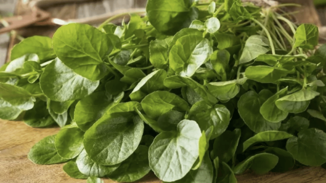 Foto - Yol kenarında görmezden geldiğimiz yeşil hazine: İşte 100 üzerinden 100 puan alan sebze!