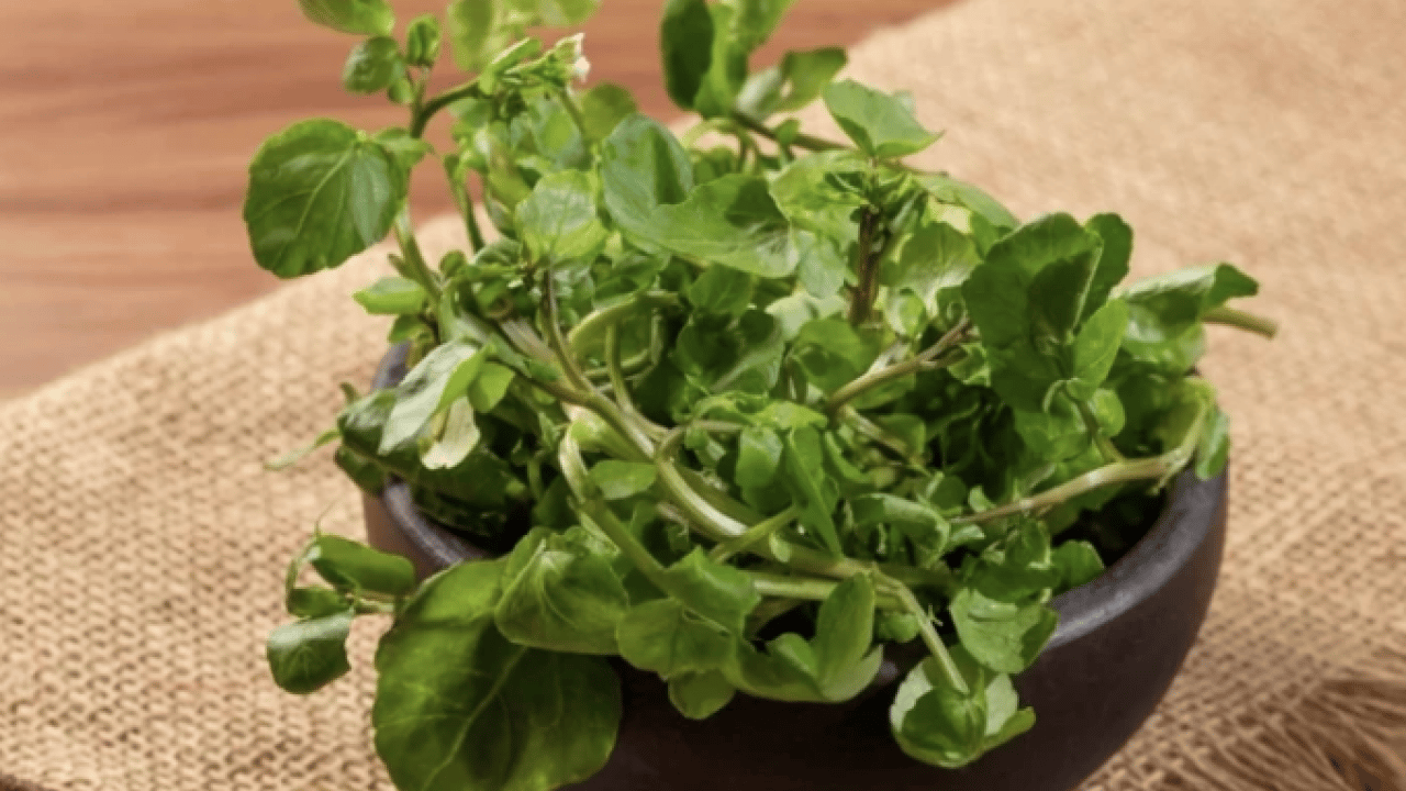 Foto - Yol kenarında görmezden geldiğimiz yeşil hazine: İşte 100 üzerinden 100 puan alan sebze!