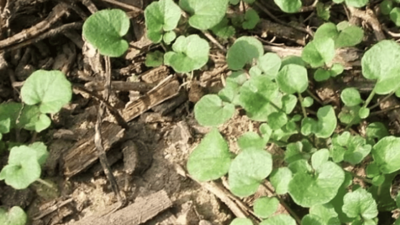 Foto - Yol kenarında görmezden geldiğimiz yeşil hazine: İşte 100 üzerinden 100 puan alan sebze!