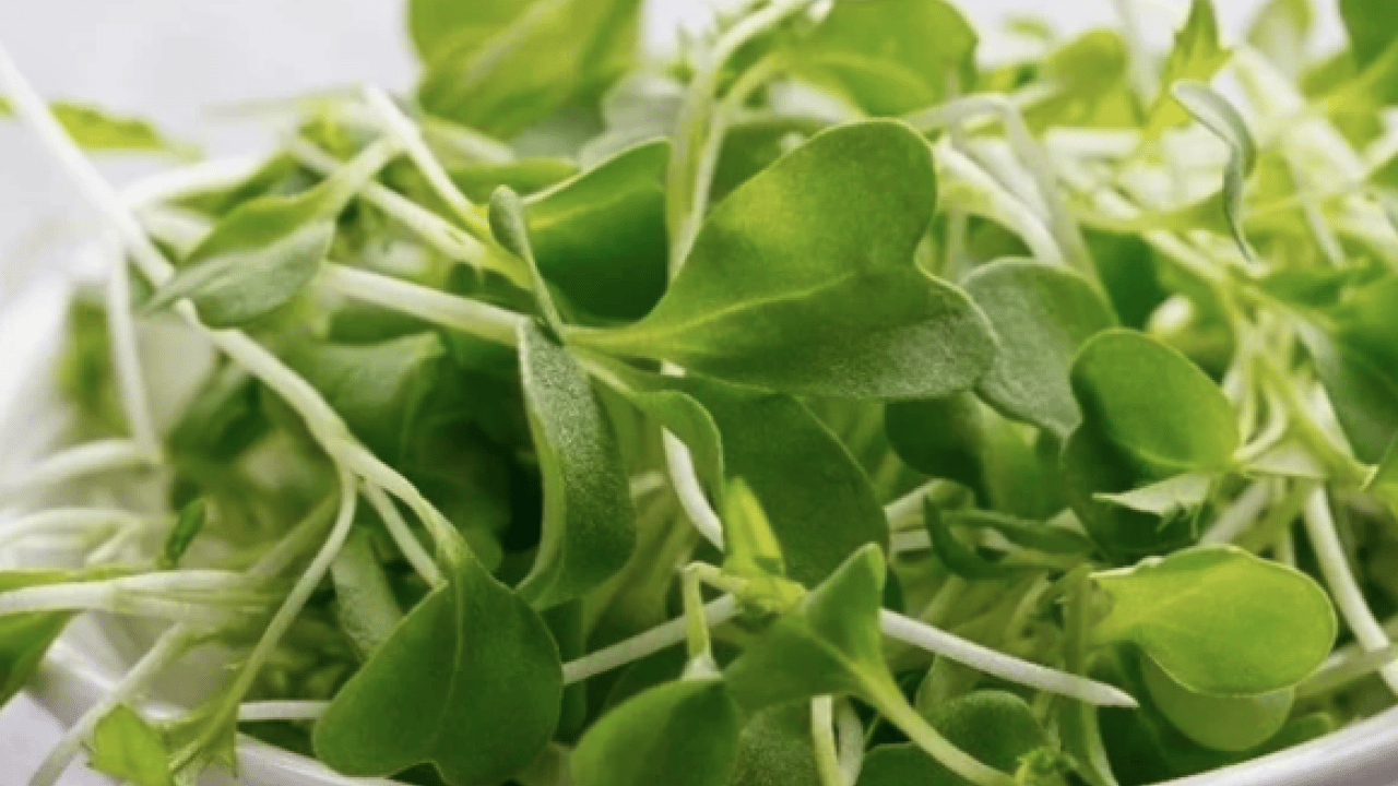 Foto - Yol kenarında görmezden geldiğimiz yeşil hazine: İşte 100 üzerinden 100 puan alan sebze!