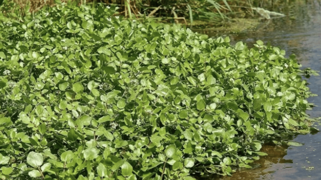 Foto - Yol kenarında görmezden geldiğimiz yeşil hazine: İşte 100 üzerinden 100 puan alan sebze!