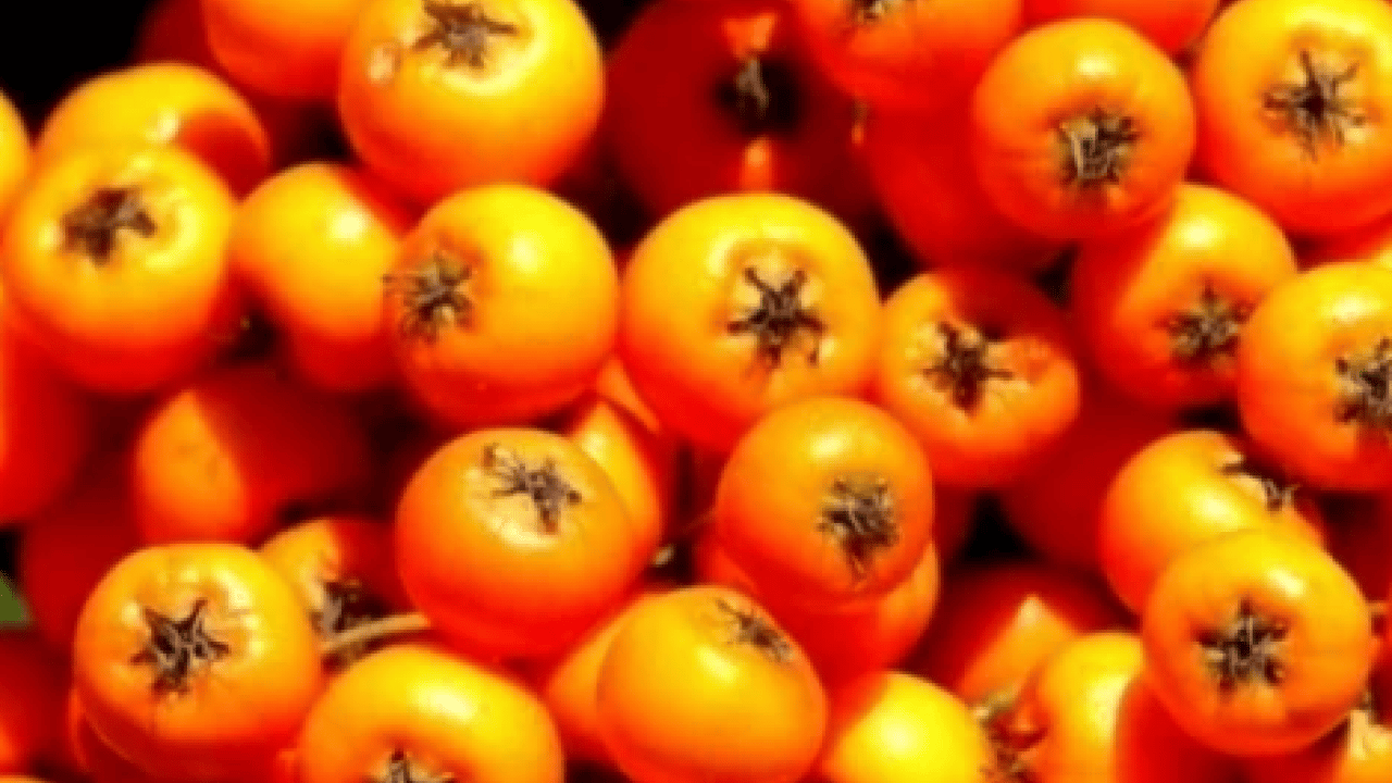 Foto - Yol kenarında yetişiyor kilosu 50 TL! Alıç meyvesi tezgâhlardaki yerini aldı! Bu faydasını ilk kez duyacaksınız! 