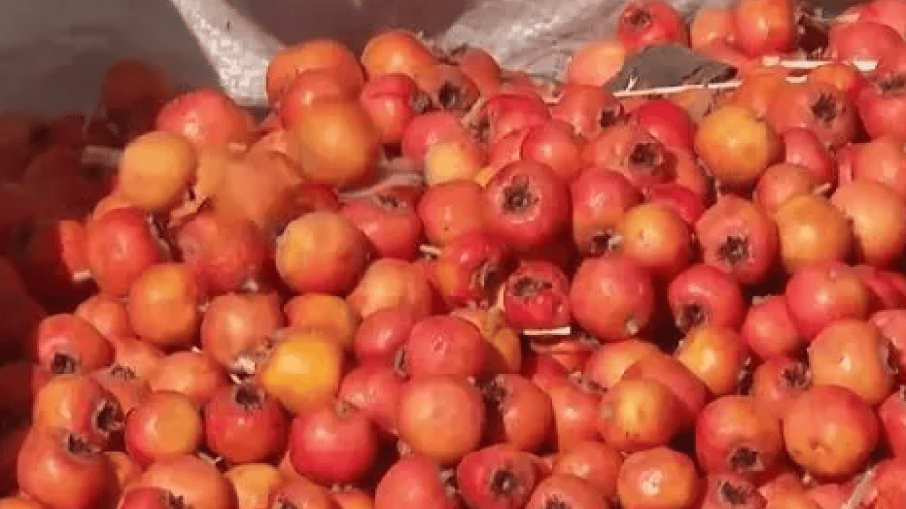 Foto - Yol kenarında yetişiyor kilosu 50 TL! Alıç meyvesi tezgâhlardaki yerini aldı! Bu faydasını ilk kez duyacaksınız! 