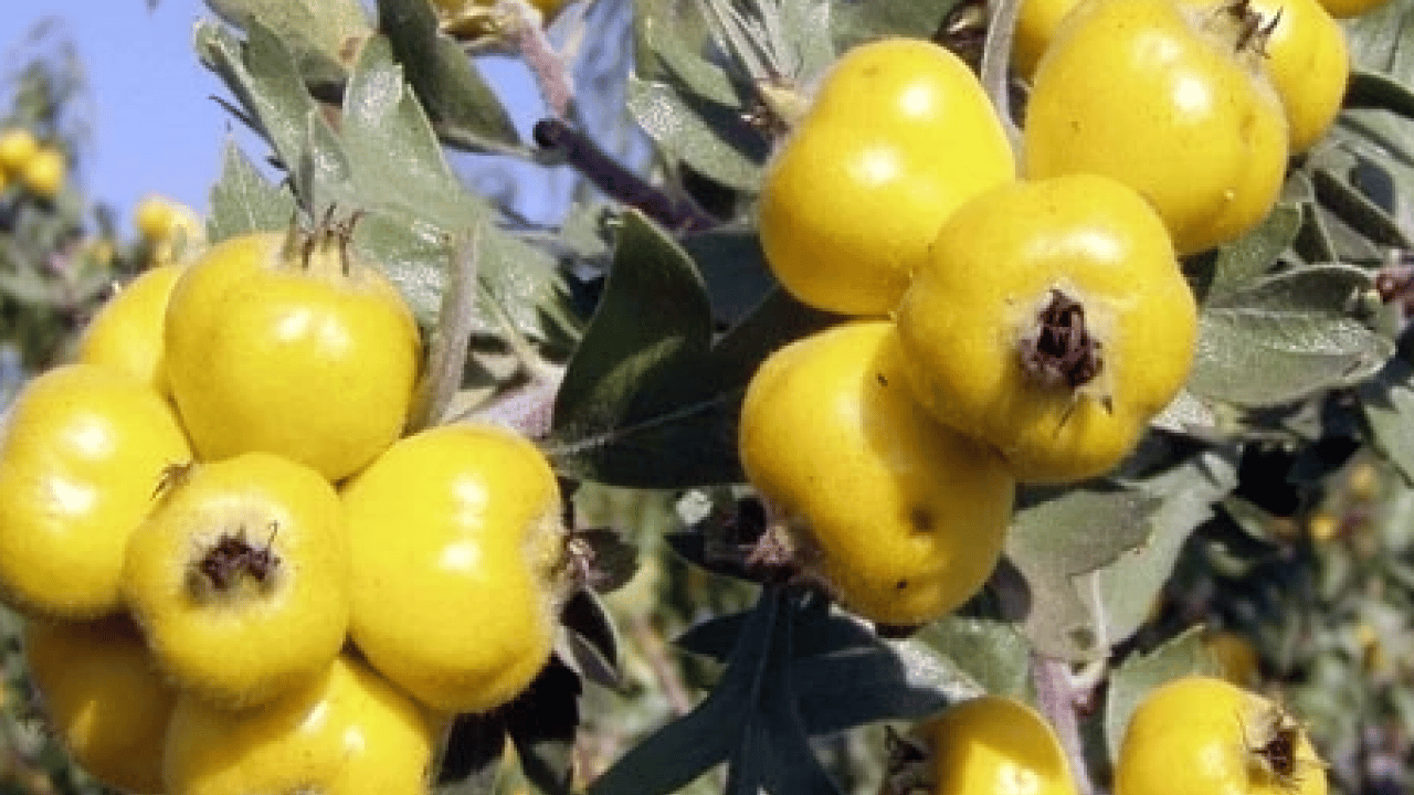 Foto - Yol kenarında yetişiyor kilosu 50 TL! Alıç meyvesi tezgâhlardaki yerini aldı! Bu faydasını ilk kez duyacaksınız! 