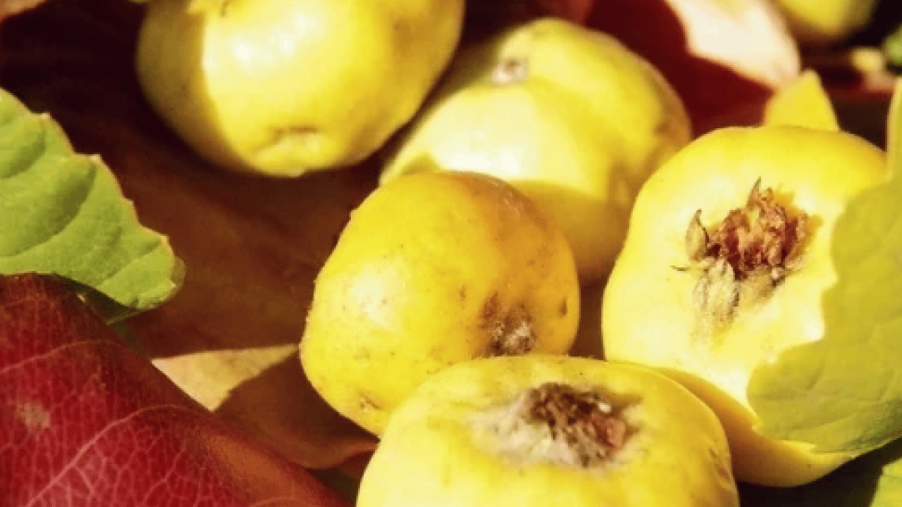 Foto - Yol kenarında yetişiyor kilosu 50 TL! Alıç meyvesi tezgâhlardaki yerini aldı! Bu faydasını ilk kez duyacaksınız! 