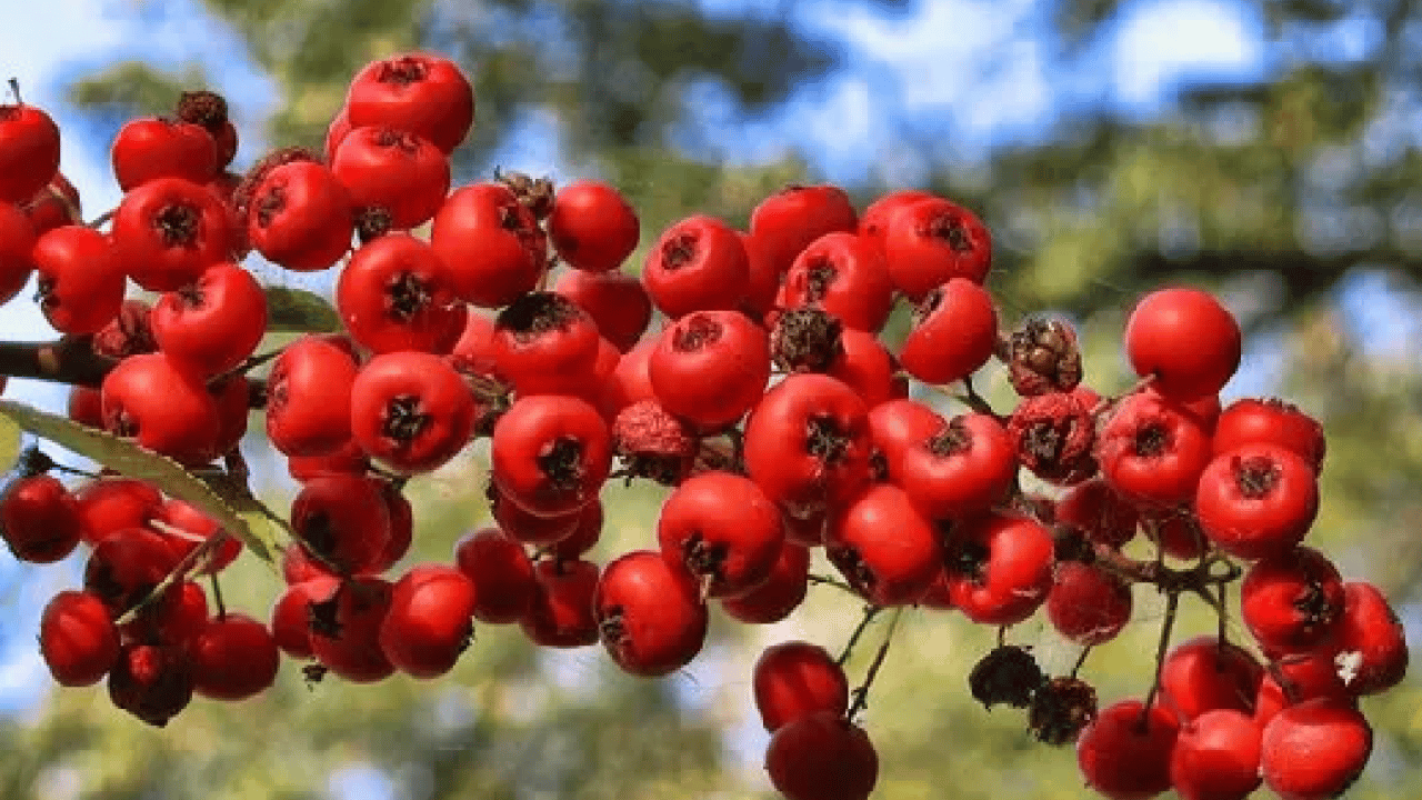Foto - Yol kenarında yetişiyor kilosu 50 TL! Alıç meyvesi tezgâhlardaki yerini aldı! Bu faydasını ilk kez duyacaksınız! 