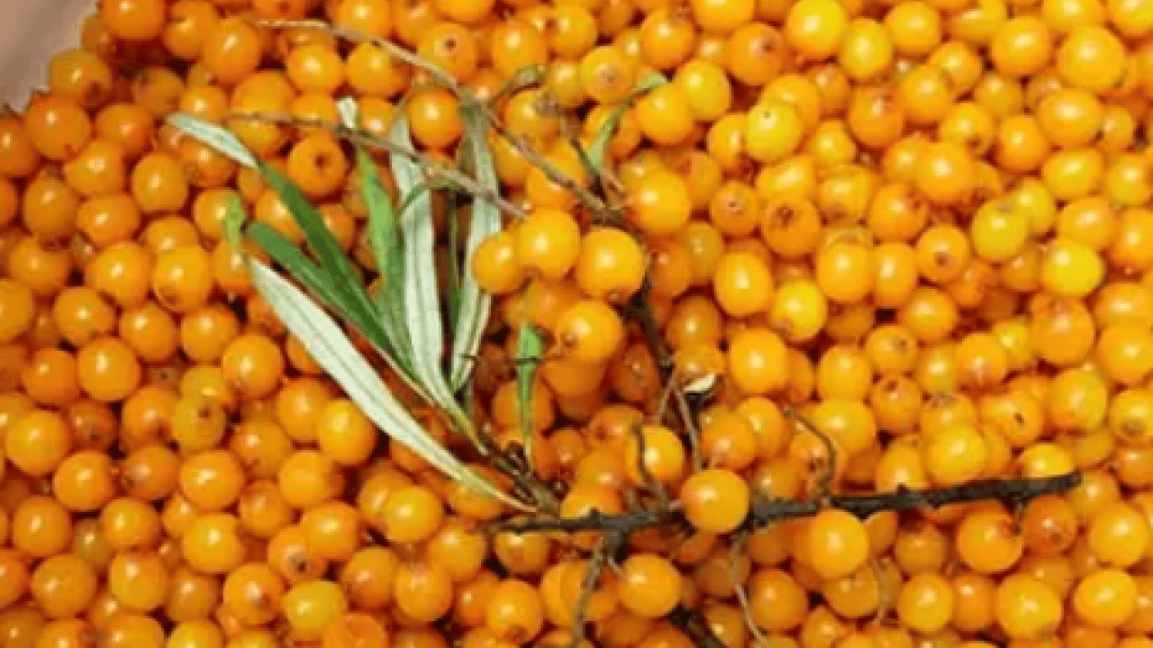 Foto - Yol kenarında yetişiyor kilosu 50 TL! Alıç meyvesi tezgâhlardaki yerini aldı! Bu faydasını ilk kez duyacaksınız! 