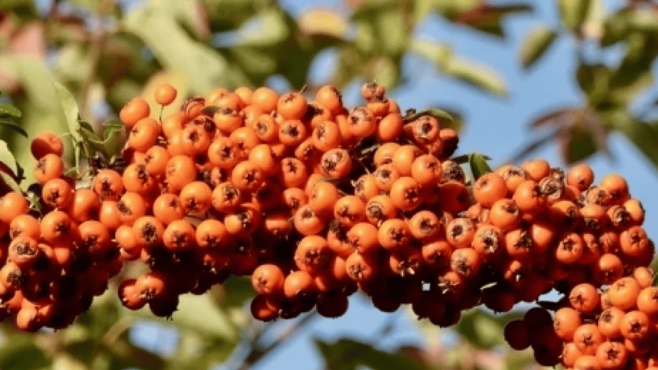 Foto - Yol kenarında yetişiyor kilosu 50 TL! Alıç meyvesi tezgâhlardaki yerini aldı! Bu faydasını ilk kez duyacaksınız! 