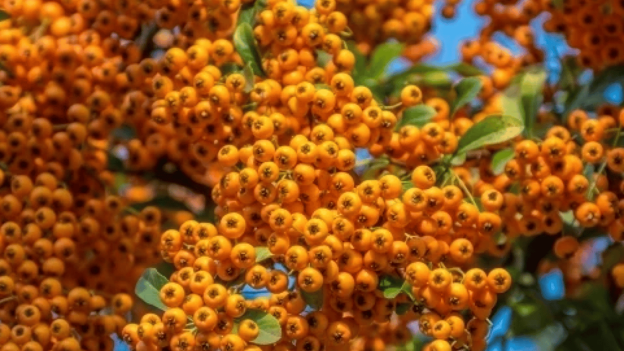 Foto - Yol kenarında yetişiyor kilosu 50 TL! Alıç meyvesi tezgâhlardaki yerini aldı! Bu faydasını ilk kez duyacaksınız! 