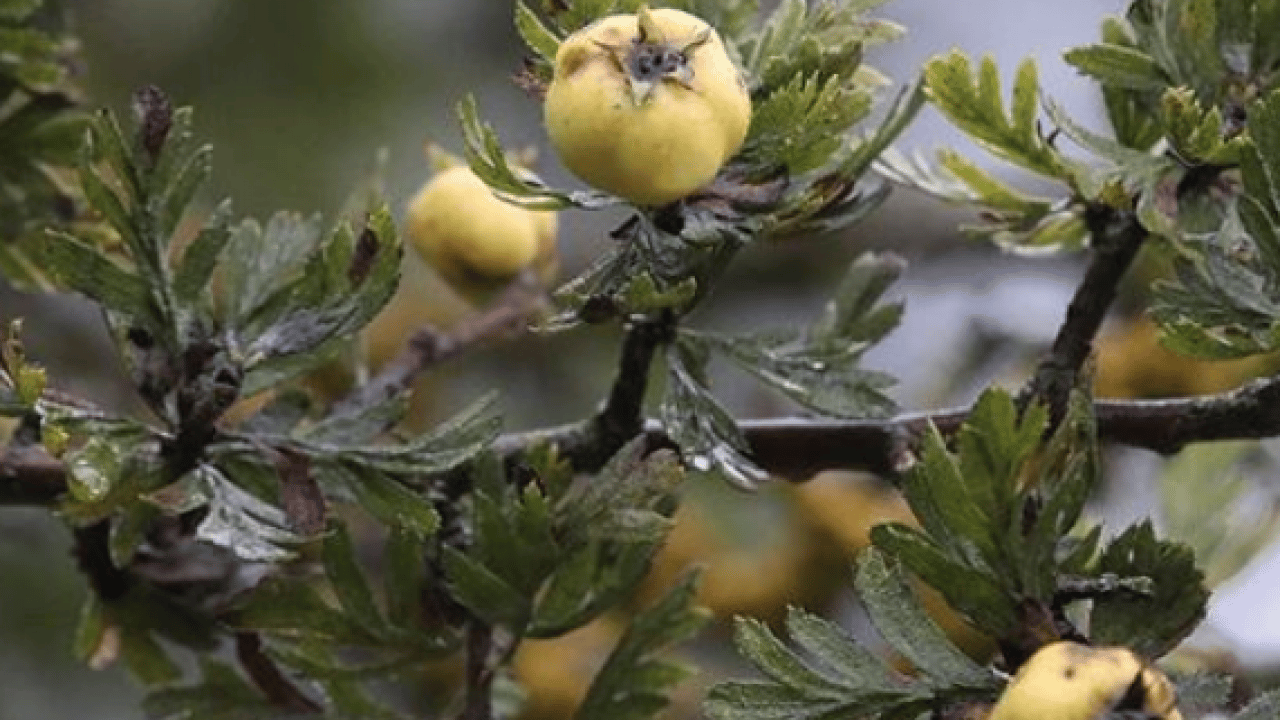 Yol kenarında yetişiyor kilosu 50 TL! Alıç meyvesi tezgâhlardaki yerini aldı! Bu faydasını ilk kez duyacaksınız! 