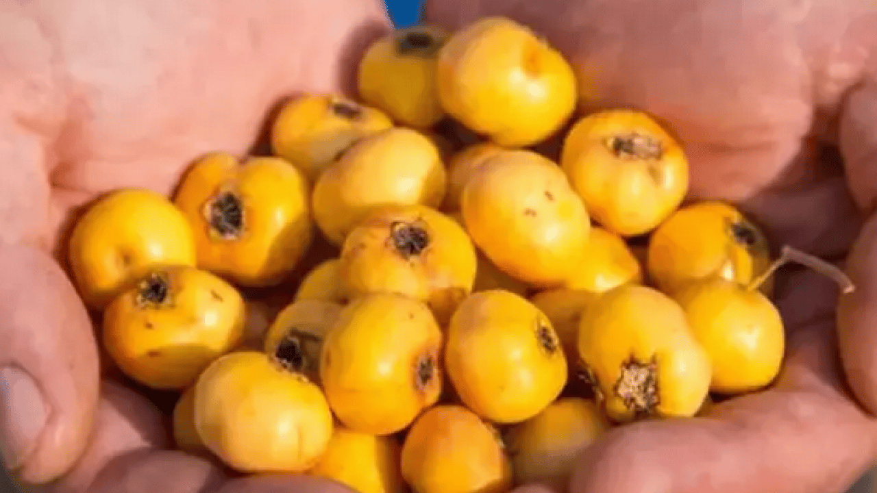 Foto - Yol kenarında yetişiyor kilosu 50 TL! Alıç meyvesi tezgâhlardaki yerini aldı! Bu faydasını ilk kez duyacaksınız! 