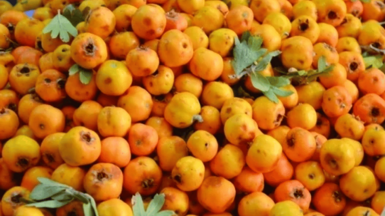 Foto - Yol kenarında yetişiyor kilosu 50 TL! Alıç meyvesi tezgâhlardaki yerini aldı! Bu faydasını ilk kez duyacaksınız! 