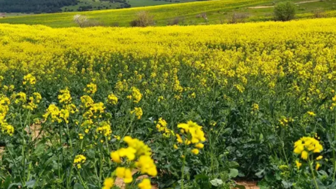Foto - Yol kenarlarında sık sık karşılaşıyoruz: Diyabeti anında dengeliyor!