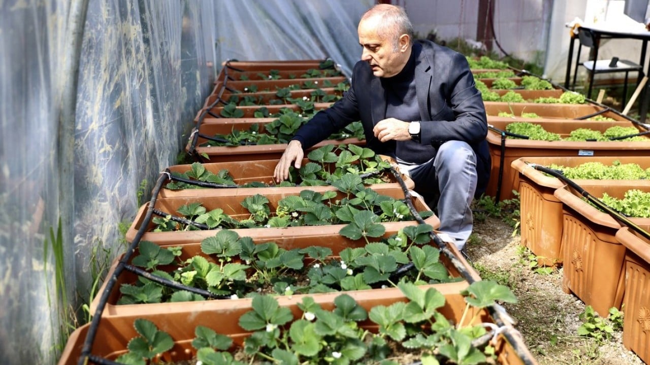 Foto - Yosundan gübre yaptı! Marul ve çilek yetiştirdi