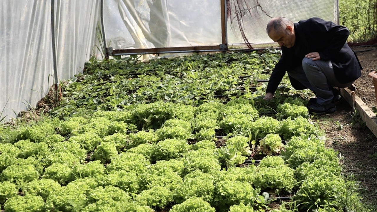 Foto - Yosundan gübre yaptı! Marul ve çilek yetiştirdi
