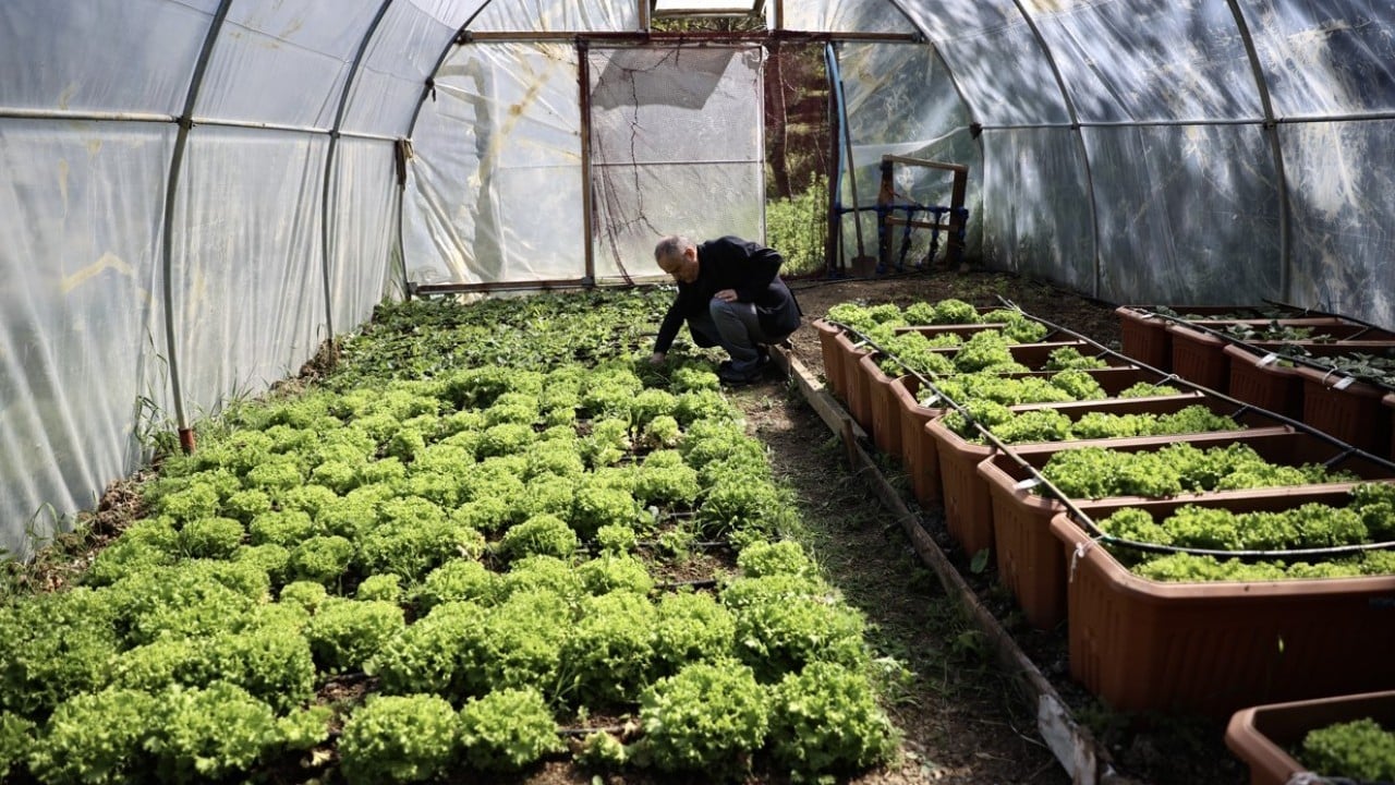 Foto - Yosundan gübre yaptı! Marul ve çilek yetiştirdi