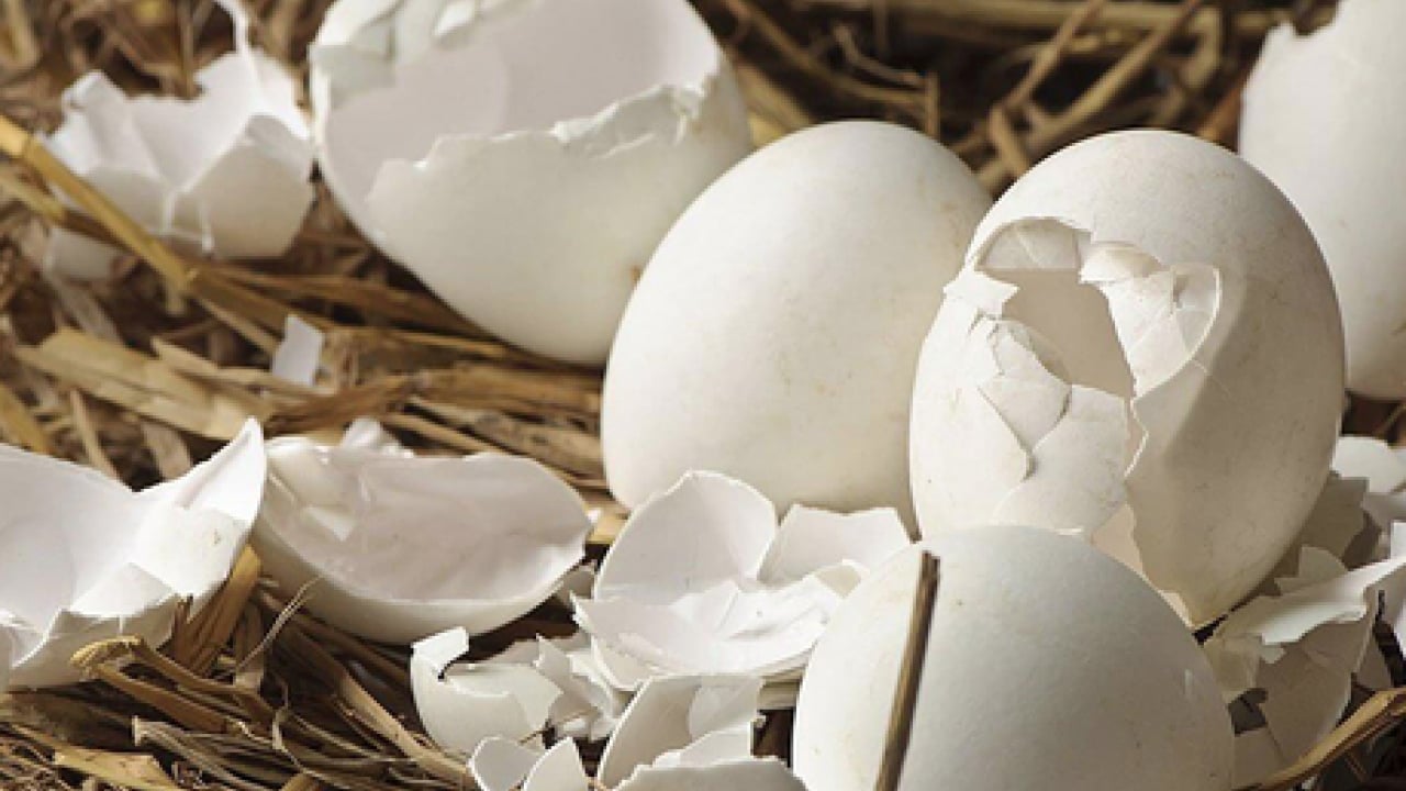 Foto - Yüksek kalsiyum ve potansiyel... Kemik sağlığının yapıtaşı bu kabuklar: Çöpe gitmesin tüketin