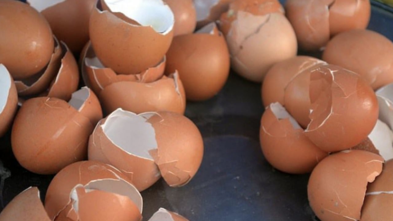 Foto - Yüksek kalsiyum ve potansiyel... Kemik sağlığının yapıtaşı bu kabuklar: Çöpe gitmesin tüketin