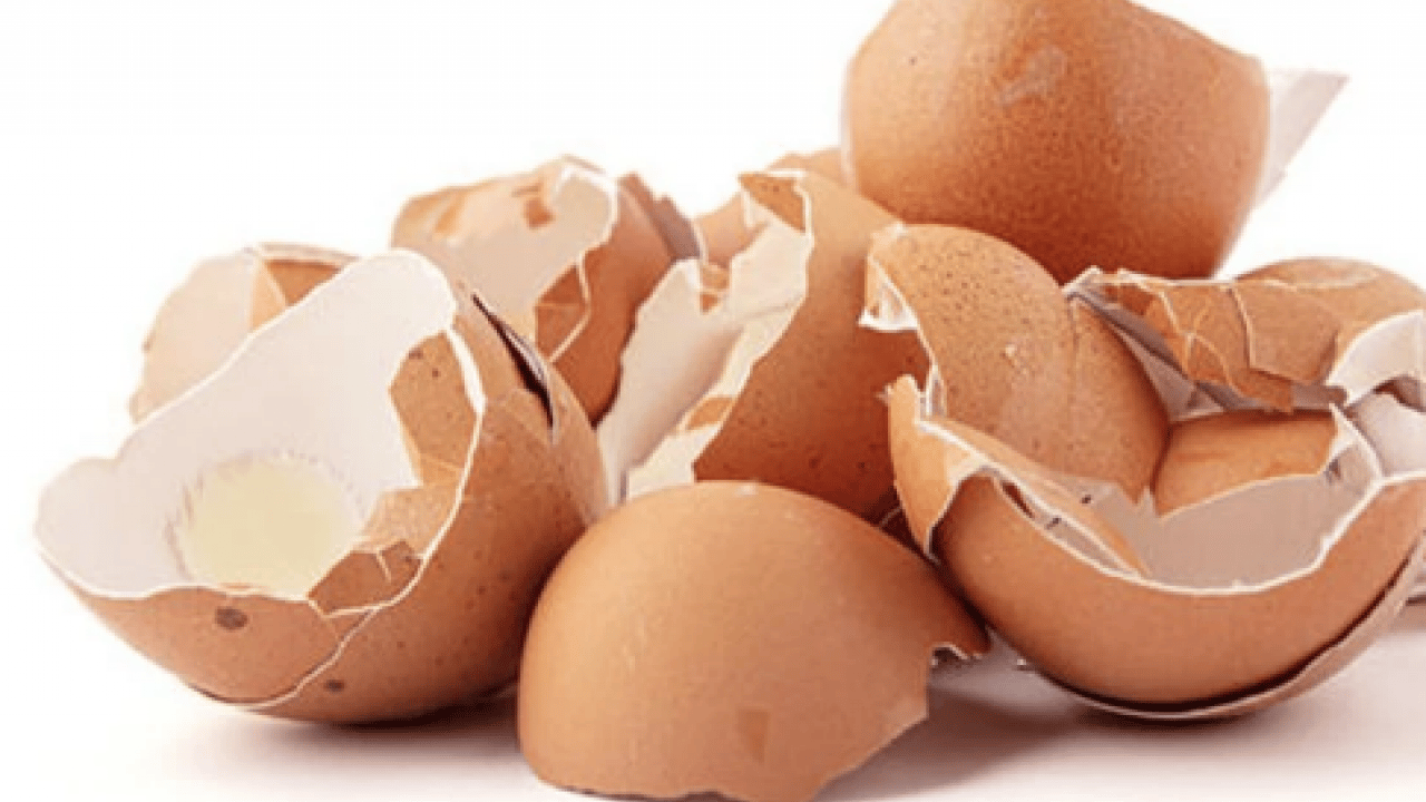 Foto - Yüksek kalsiyum ve potansiyel... Kemik sağlığının yapıtaşı bu kabuklar: Çöpe gitmesin tüketin