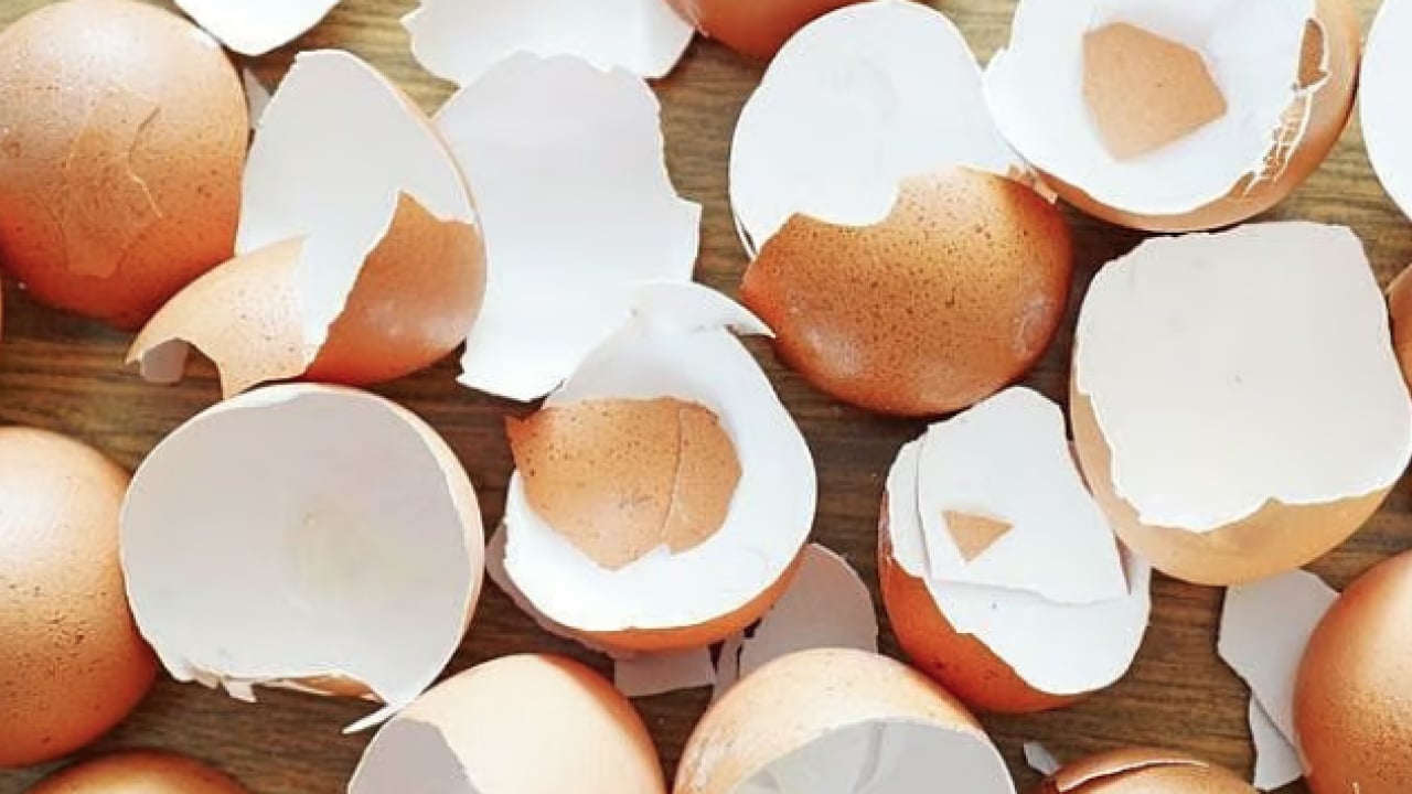 Foto - Yüksek kalsiyum ve potansiyel... Kemik sağlığının yapıtaşı bu kabuklar: Çöpe gitmesin tüketin