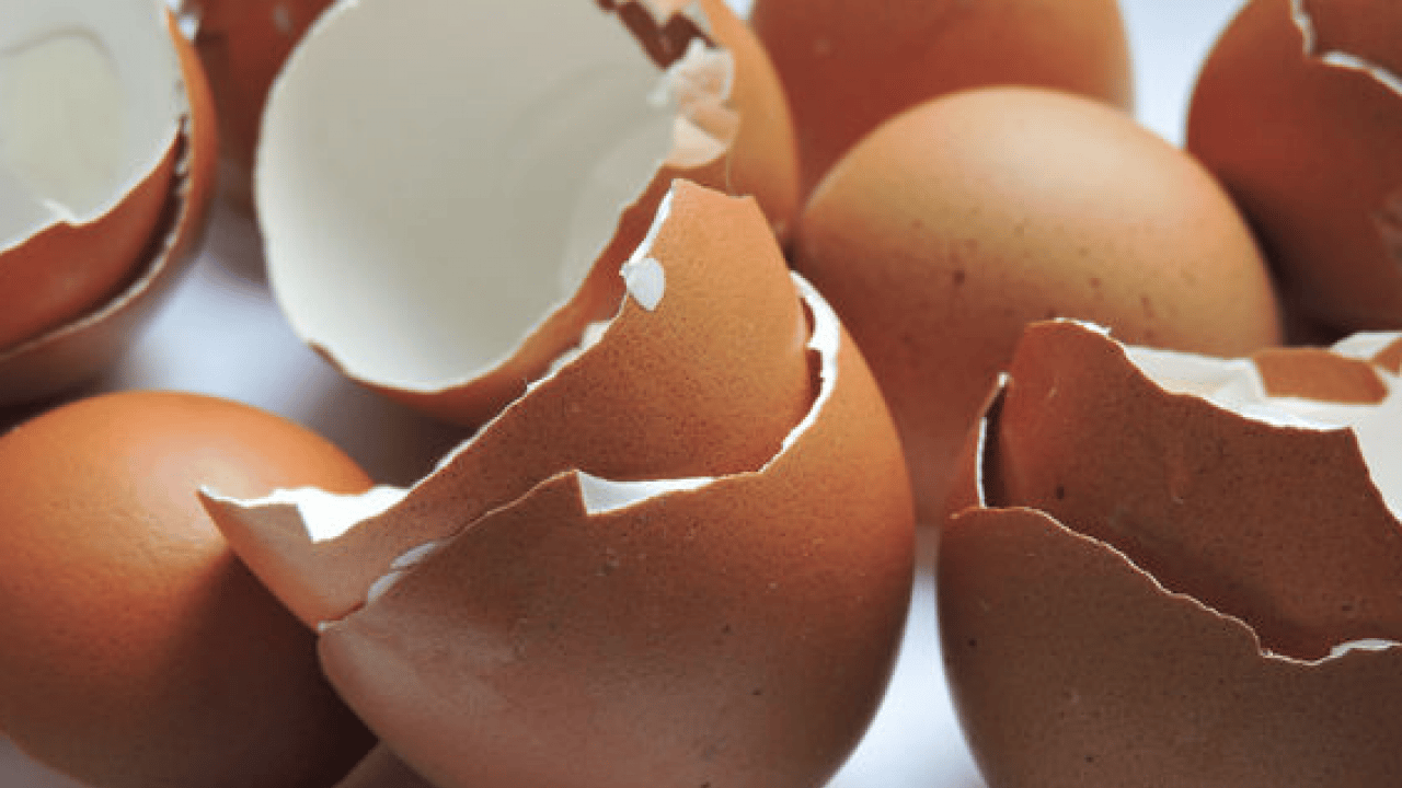 Foto - Yüksek kalsiyum ve potansiyel... Kemik sağlığının yapıtaşı bu kabuklar: Çöpe gitmesin tüketin