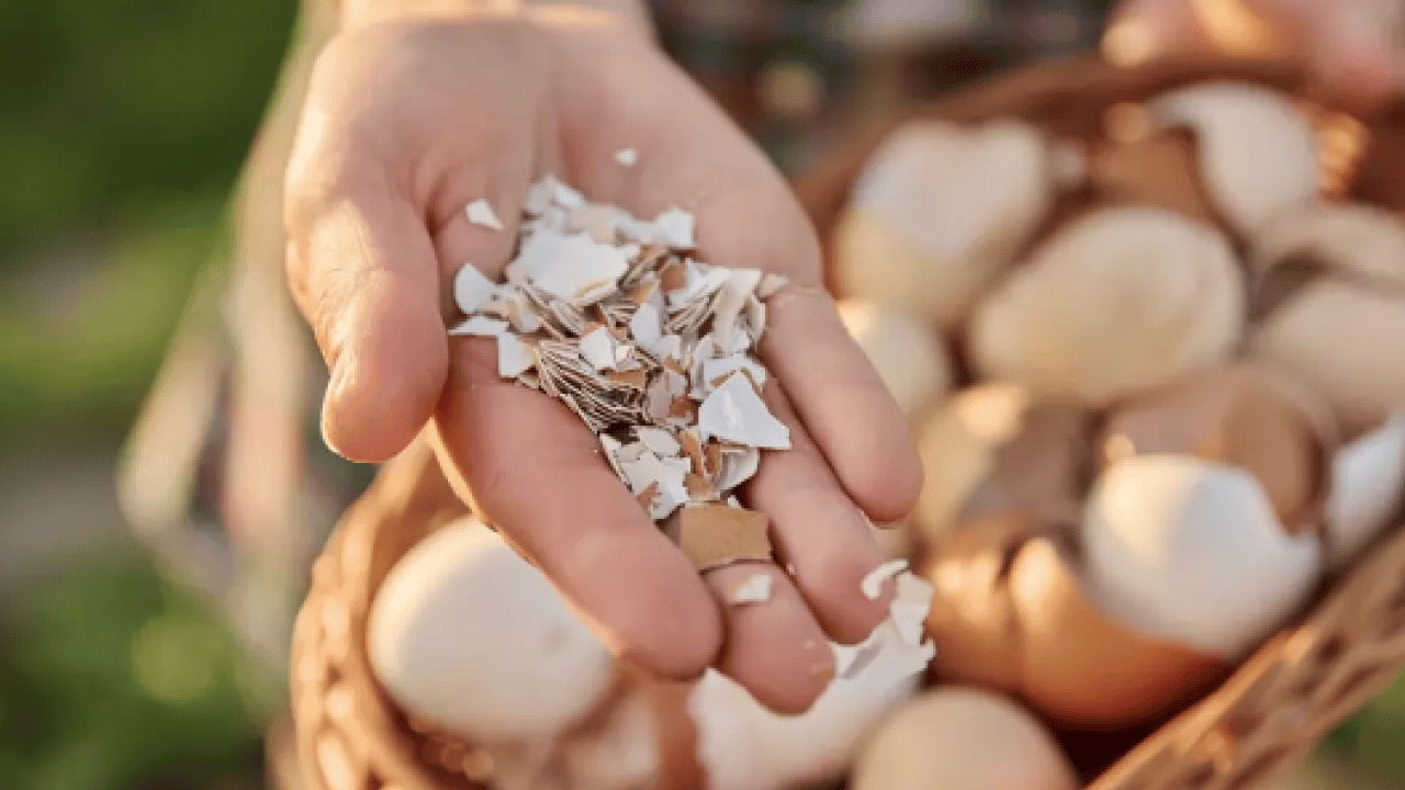 Foto - Yüksek kalsiyum ve potansiyel... Kemik sağlığının yapıtaşı bu kabuklar: Çöpe gitmesin tüketin