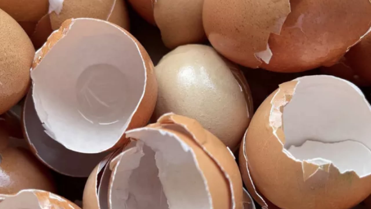 Foto - Yüksek kalsiyum ve potansiyel... Kemik sağlığının yapıtaşı bu kabuklar: Çöpe gitmesin tüketin