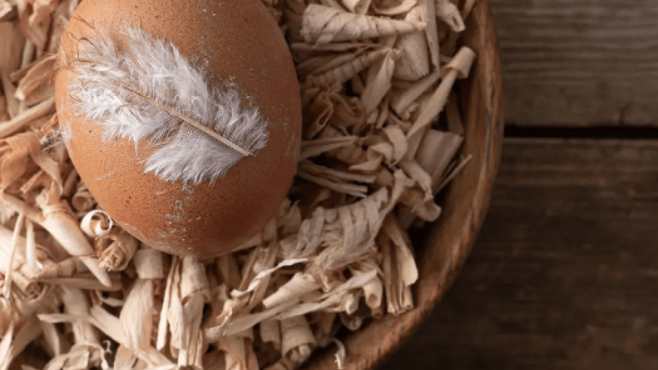 Foto - Yüksek kalsiyum ve potansiyel... Kemik sağlığının yapıtaşı bu kabuklar: Çöpe gitmesin tüketin