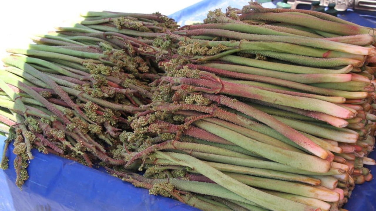 Foto - Yüksek rakımın lezzeti ‘yayla muzu’ tezgâhlarda! Sağlık sorunlarına karşı da tüketiliyor