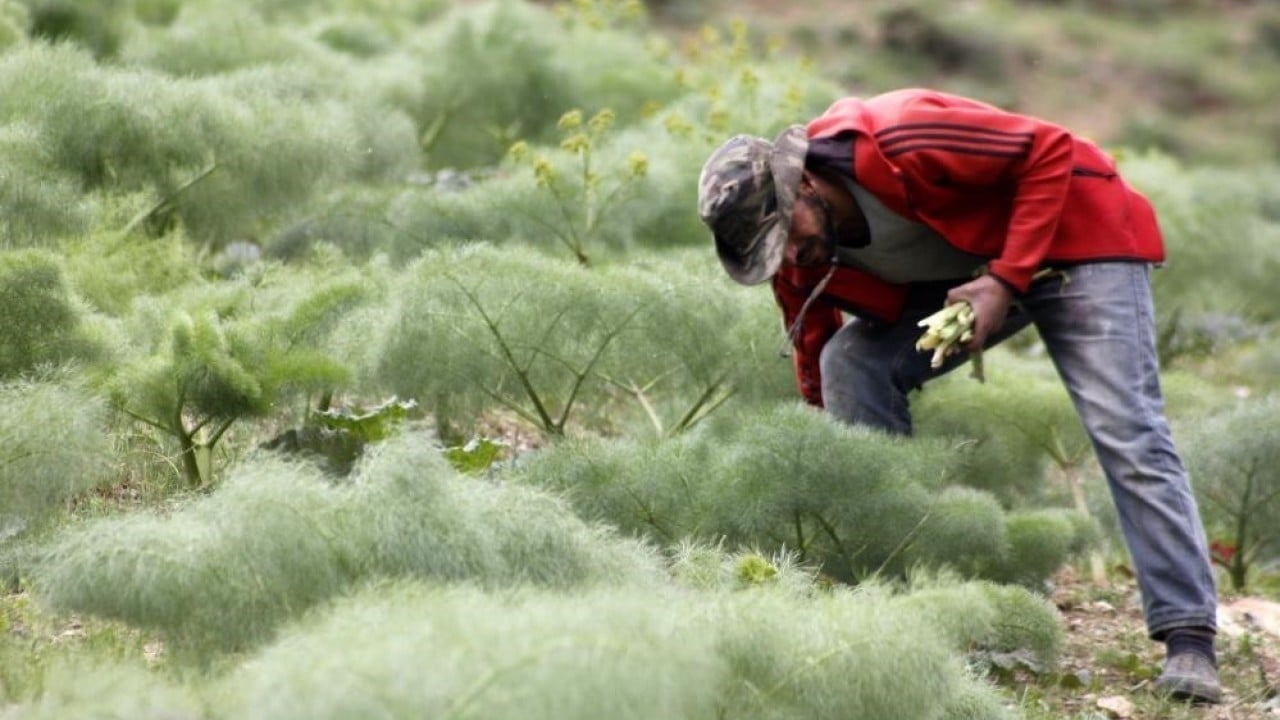 Foto - Yüksek rakımın lezzeti ‘yayla muzu’ tezgâhlarda! Sağlık sorunlarına karşı da tüketiliyor