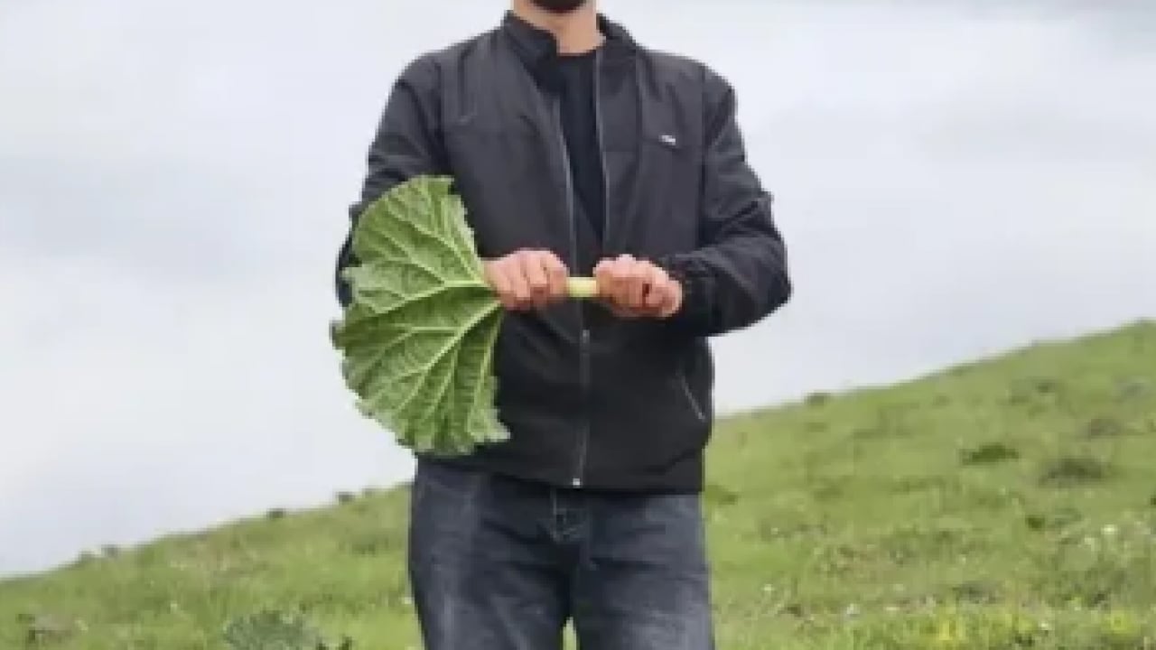 Foto - Yüksek rakımlı dağlarda yetişiyor, kendiliğinden paraya dönüşüyor! O ilimizde 'yayla muzu' mesaisi