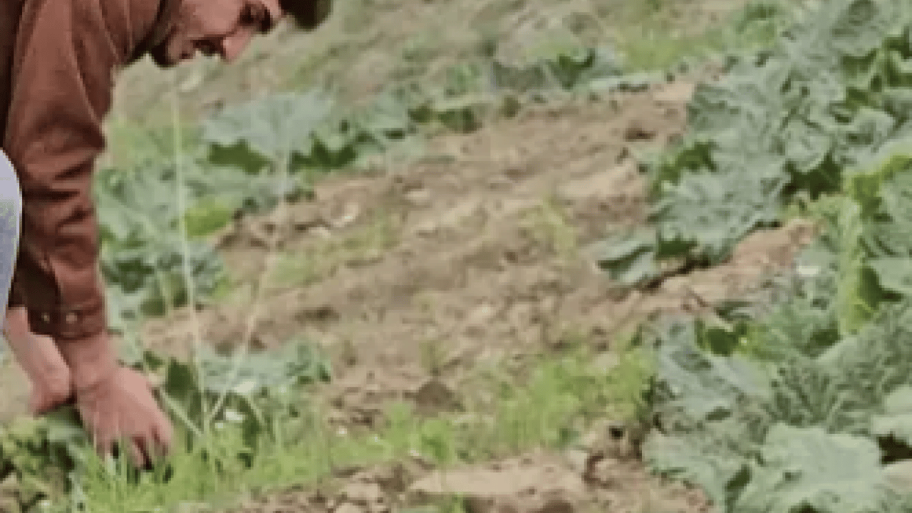 Foto - Yüksek rakımlı dağlarda yetişiyor, kendiliğinden paraya dönüşüyor! O ilimizde 'yayla muzu' mesaisi