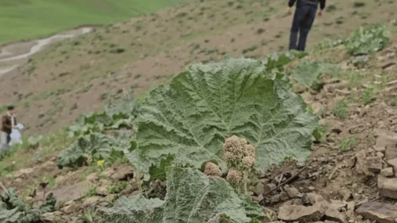 Foto - Yüksek rakımlı dağlarda yetişiyor, kendiliğinden paraya dönüşüyor! O ilimizde 'yayla muzu' mesaisi