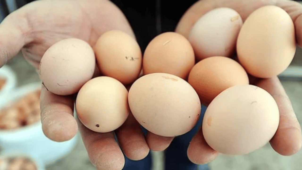 Foto - Yumurta sarısı aklandı: Yeni araştırmalar herkesin ağzını açık bırakacak!