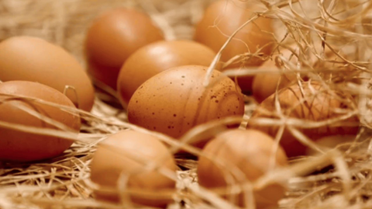 Foto - Yumurta sarısı aklandı: Yeni araştırmalar herkesin ağzını açık bırakacak!