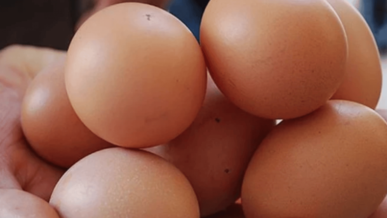 Foto - Yumurta sarısı aklandı: Yeni araştırmalar herkesin ağzını açık bırakacak!